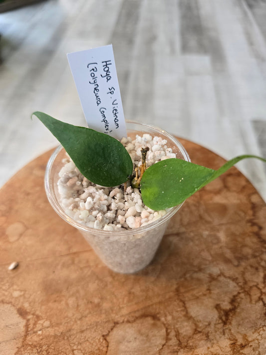 Hoya sp Vietnam (Polyneura Complex) RC