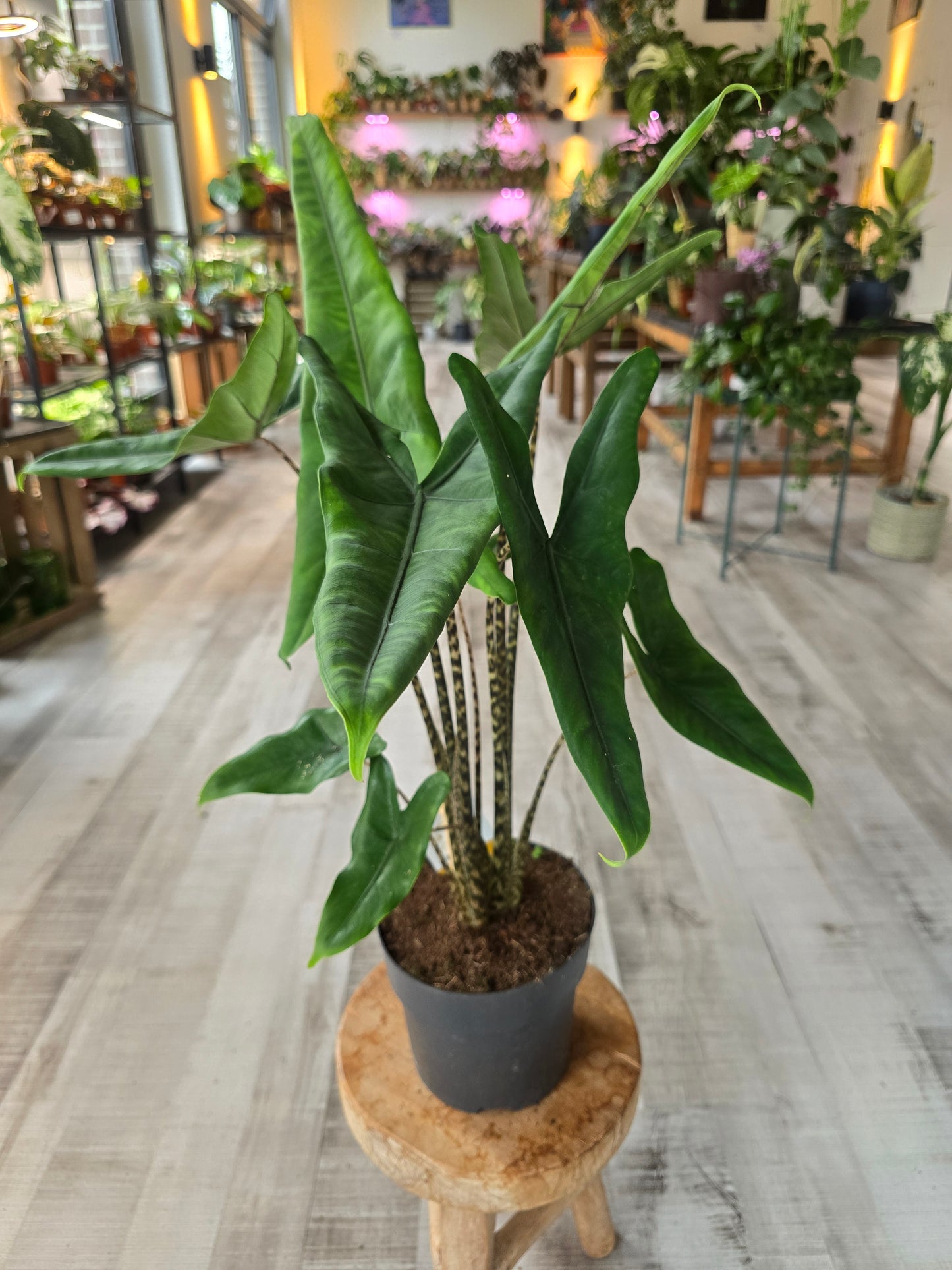 Alocasia Tigrina Superba