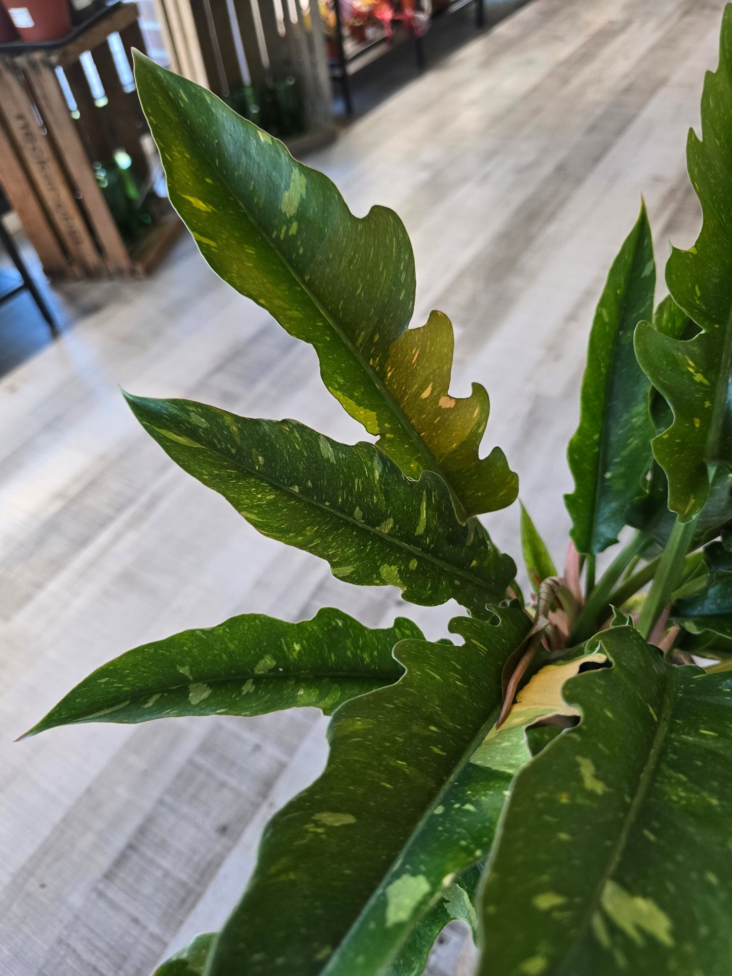 Philodendron 'Ring of Fire'