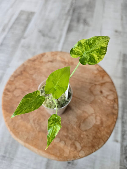 Alocasia Macrorrhiza aurea variegata (JP)