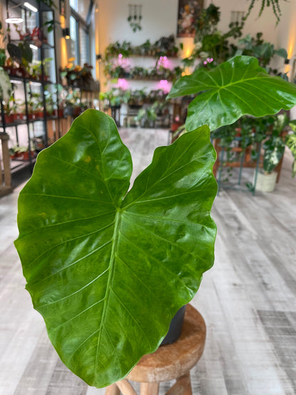 Alocasia Imperial Red (SC)