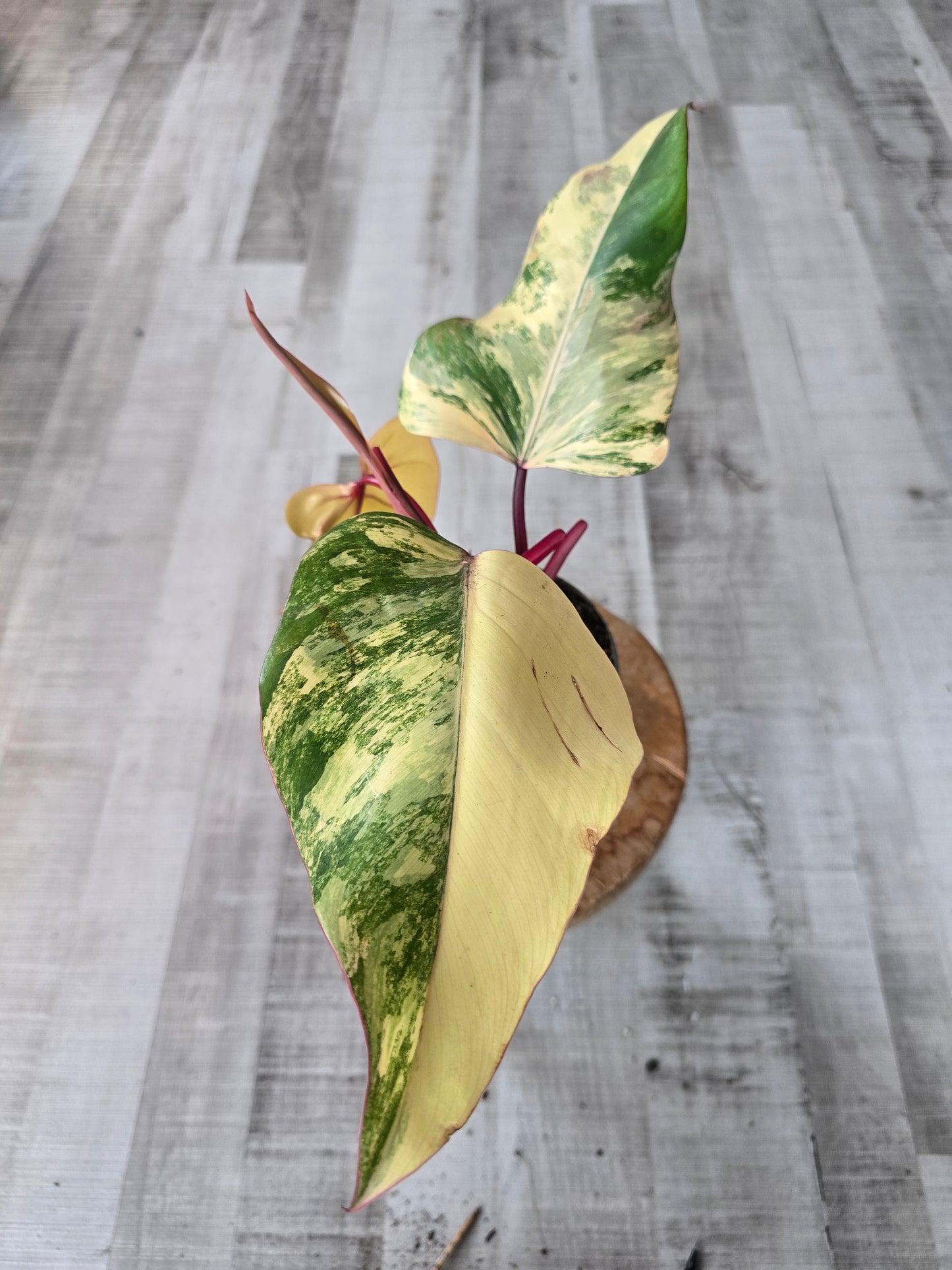 Philodendron Strawberry Shake (3)