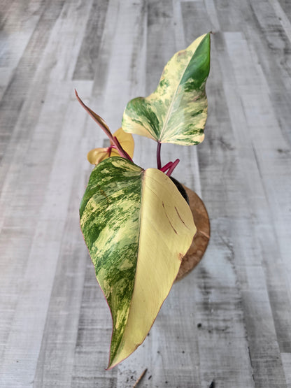 Philodendron Strawberry Shake (3)
