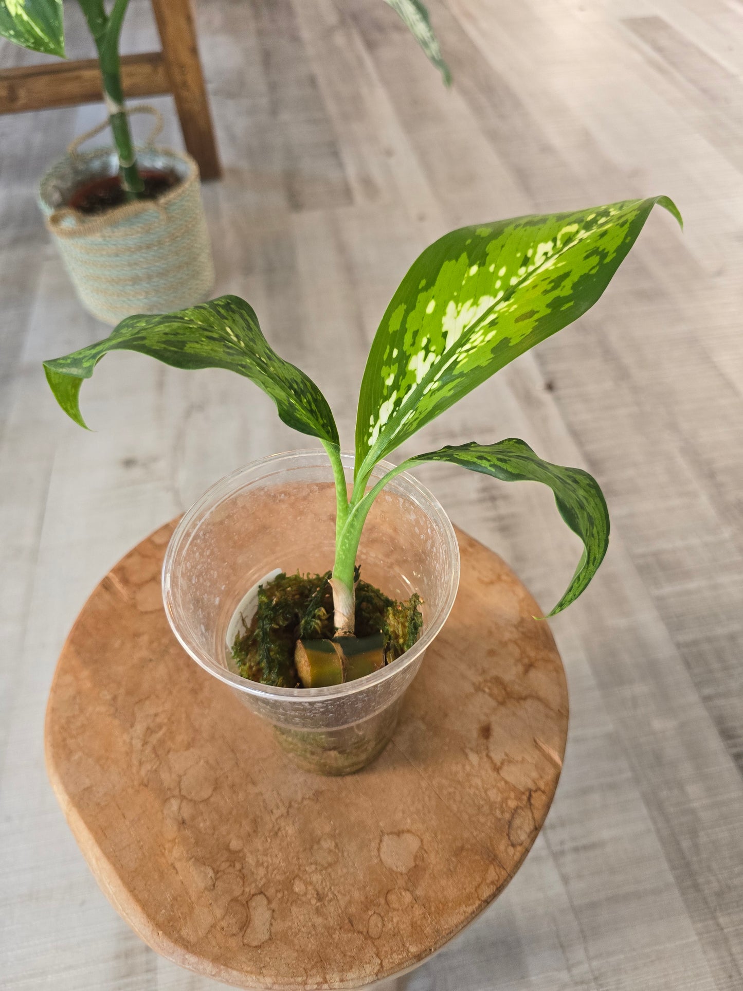 Dieffenbachia Crocodile (JP)