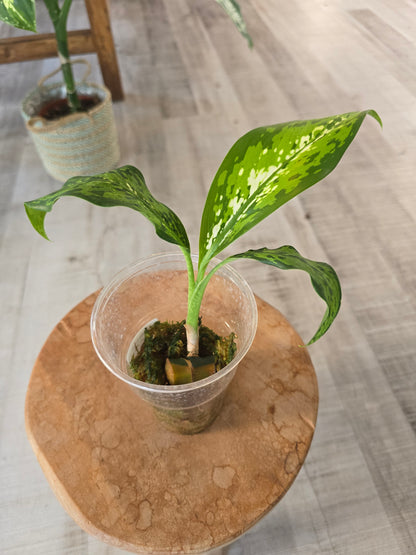 Dieffenbachia Crocodile (JP)