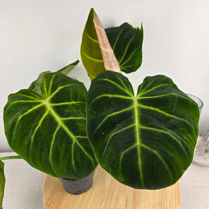Philodendron luxurians