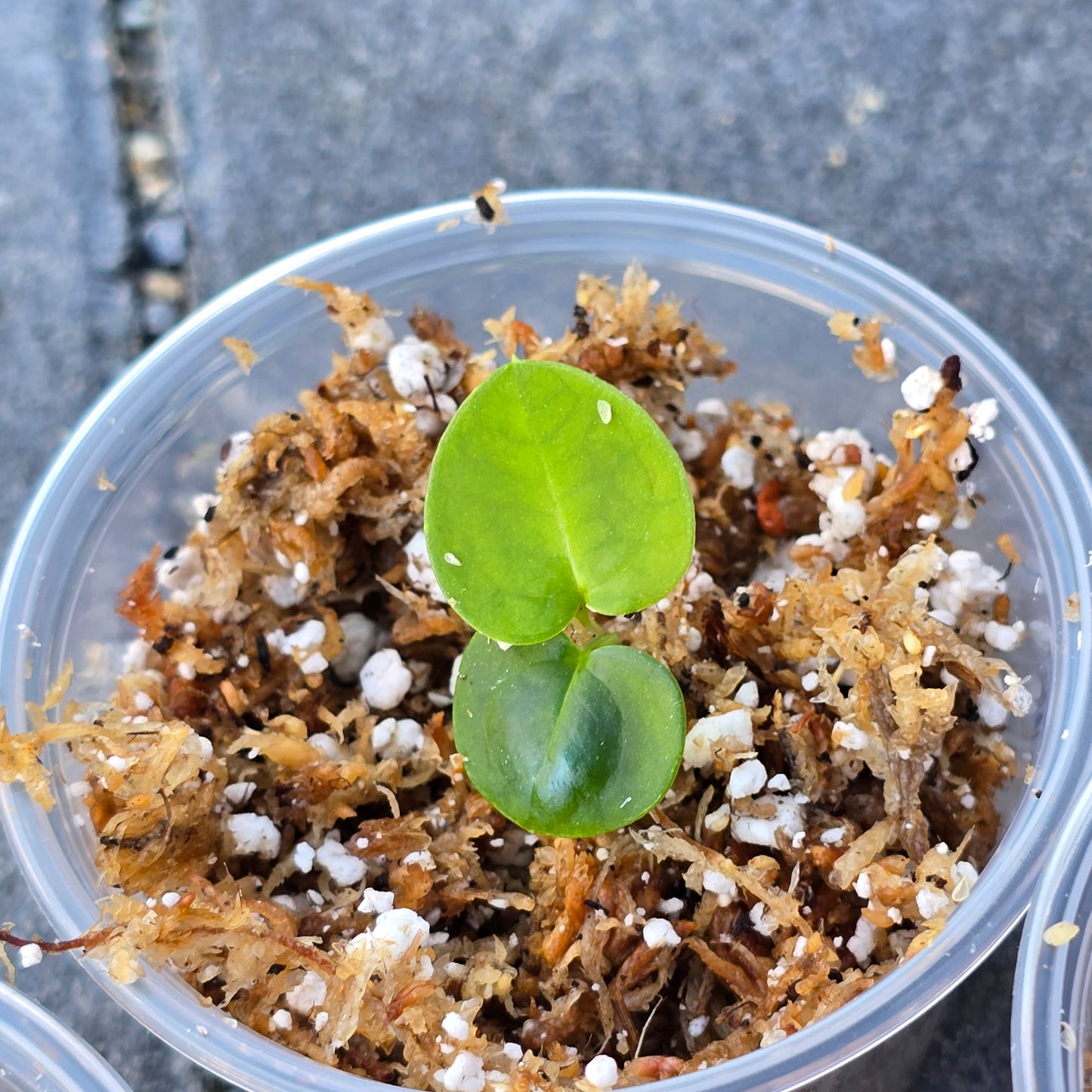 Anthurium (Michelle Hot Pink 23 x Red Velvet Cake 24) x Anthurium Crystal Sky