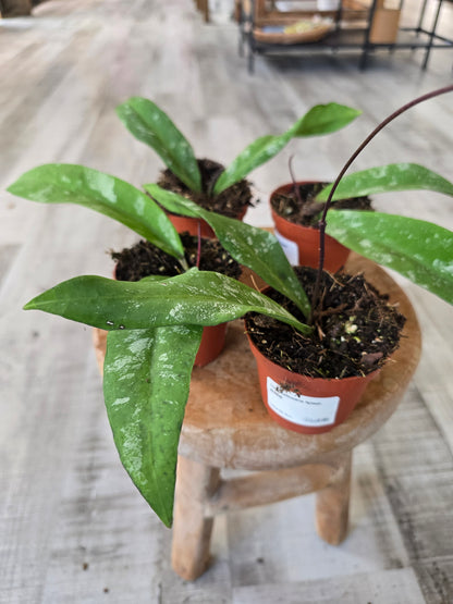 Hoya kaikoeana Splash sp. Dahlia