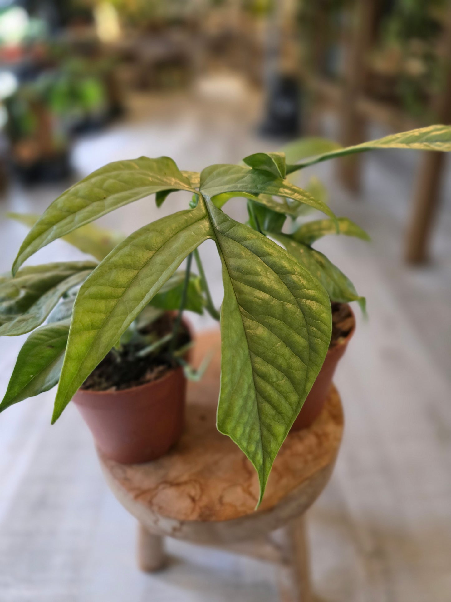 Amydrium Medium Silver