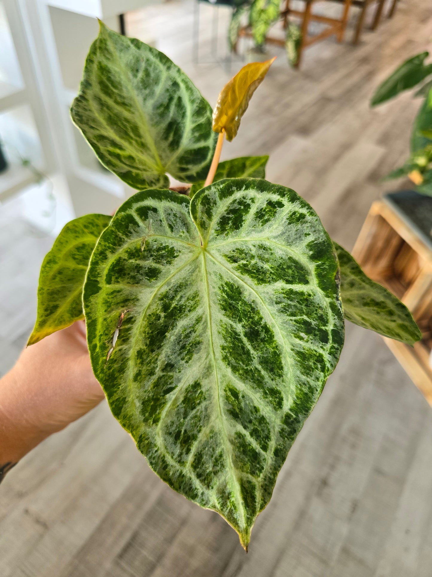 Anthurium Silver Blush Mint