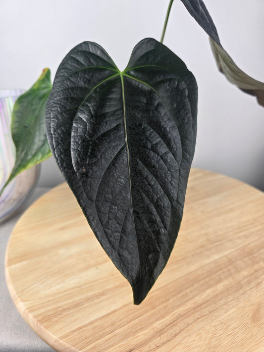 Anthurium Queen of Hearts (SC)