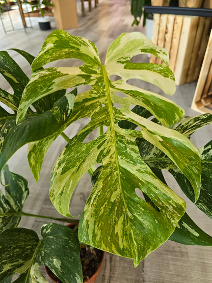 Monstera deliciosa variegata (2)