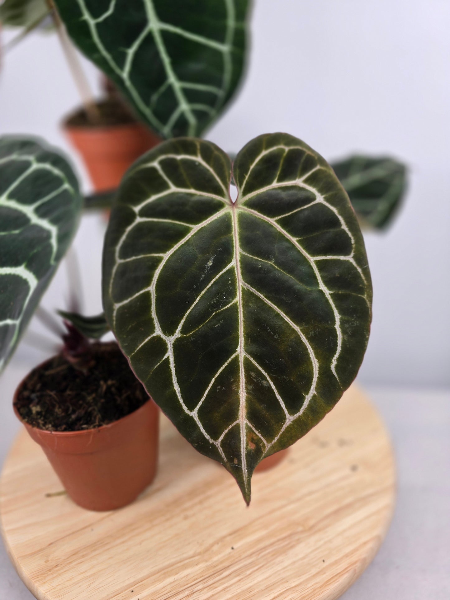 Anthurium Crystallinum