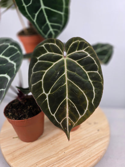 Anthurium Crystallinum