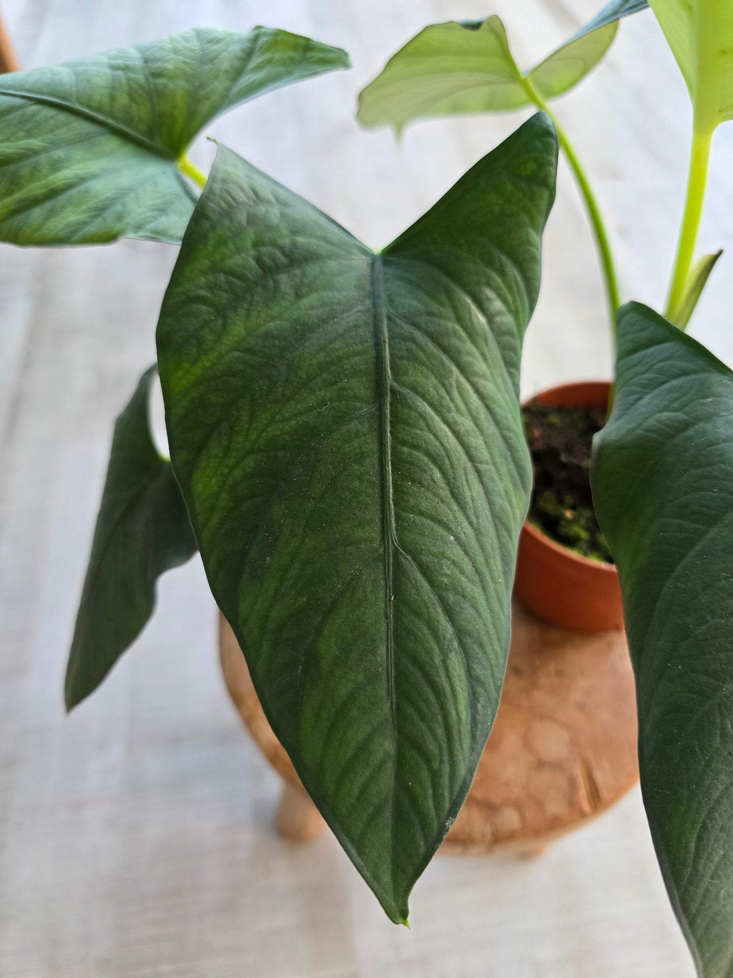 Alocasia scabriuscula