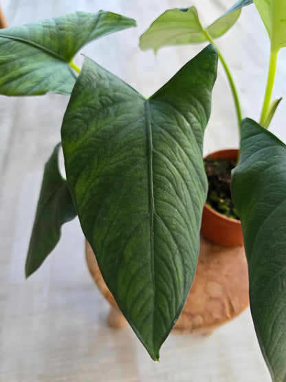 Alocasia scabriuscula