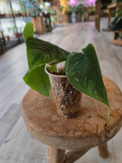 Monstera dubia (RC)