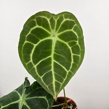 Anthurium forgetii x nigrolaminum gigi