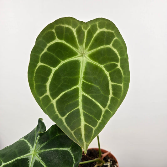 Anthurium forgetii x nigrolaminum gigi