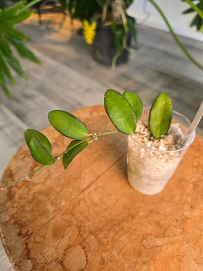 Hoya Rosita (RC)
