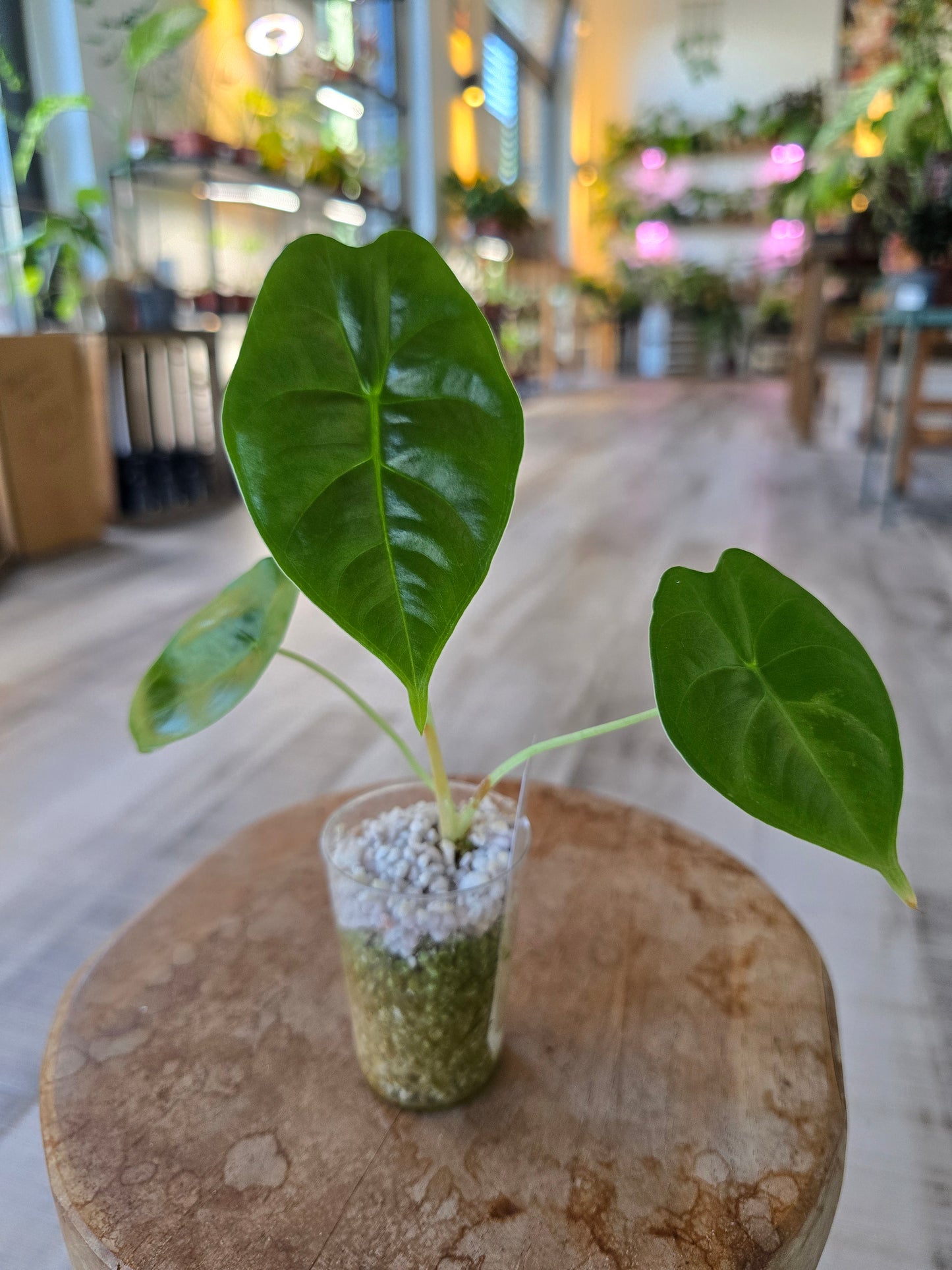 Alocasia Golden Bone (JP)