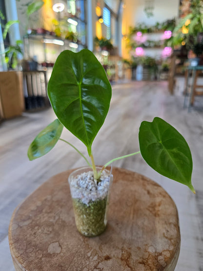Alocasia Golden Bone (JP)