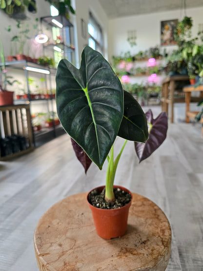 Alocasia 'Golden Bone'