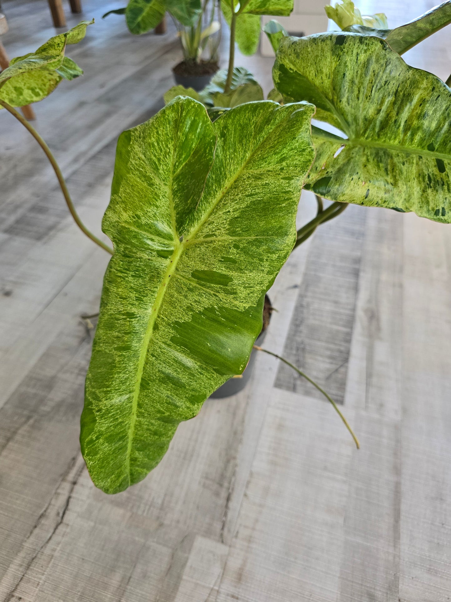 Philodendron Paraiso Verde XL