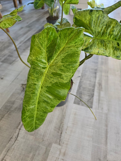 Philodendron Paraiso Verde XL