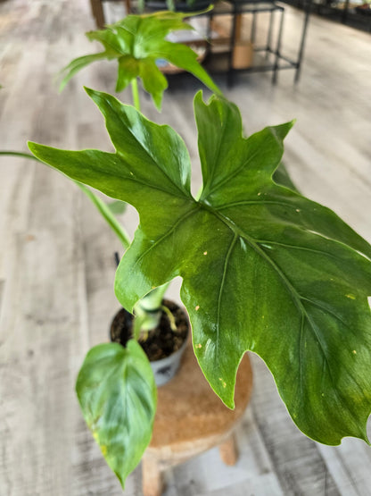 Philodendron warszewiczii