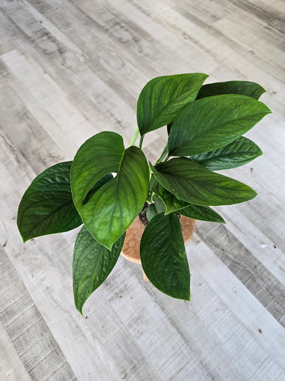 Monstera pinnatipartita