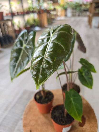 Alocasia Longiloba 'purple vein'