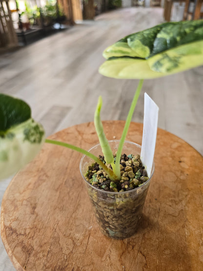 Alocasia Dragon Scale albo (JP)