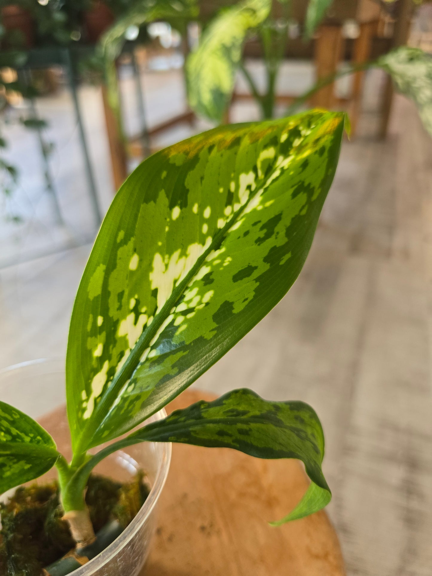 Dieffenbachia Crocodile (JP)