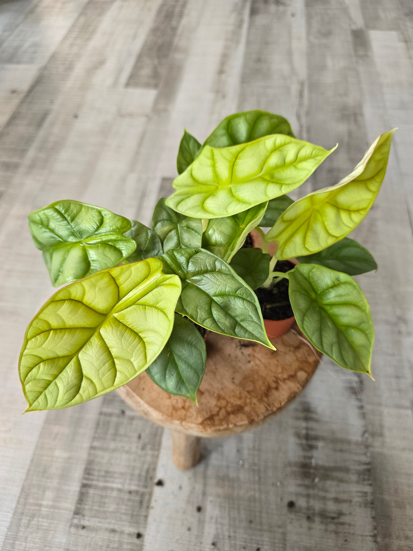 Alocasia 'Dragon Gold'