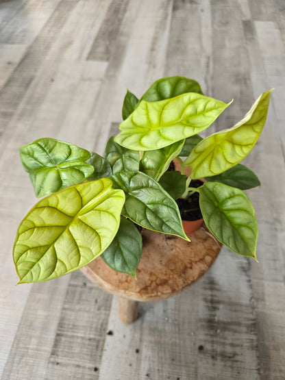 Alocasia 'Dragon Gold'