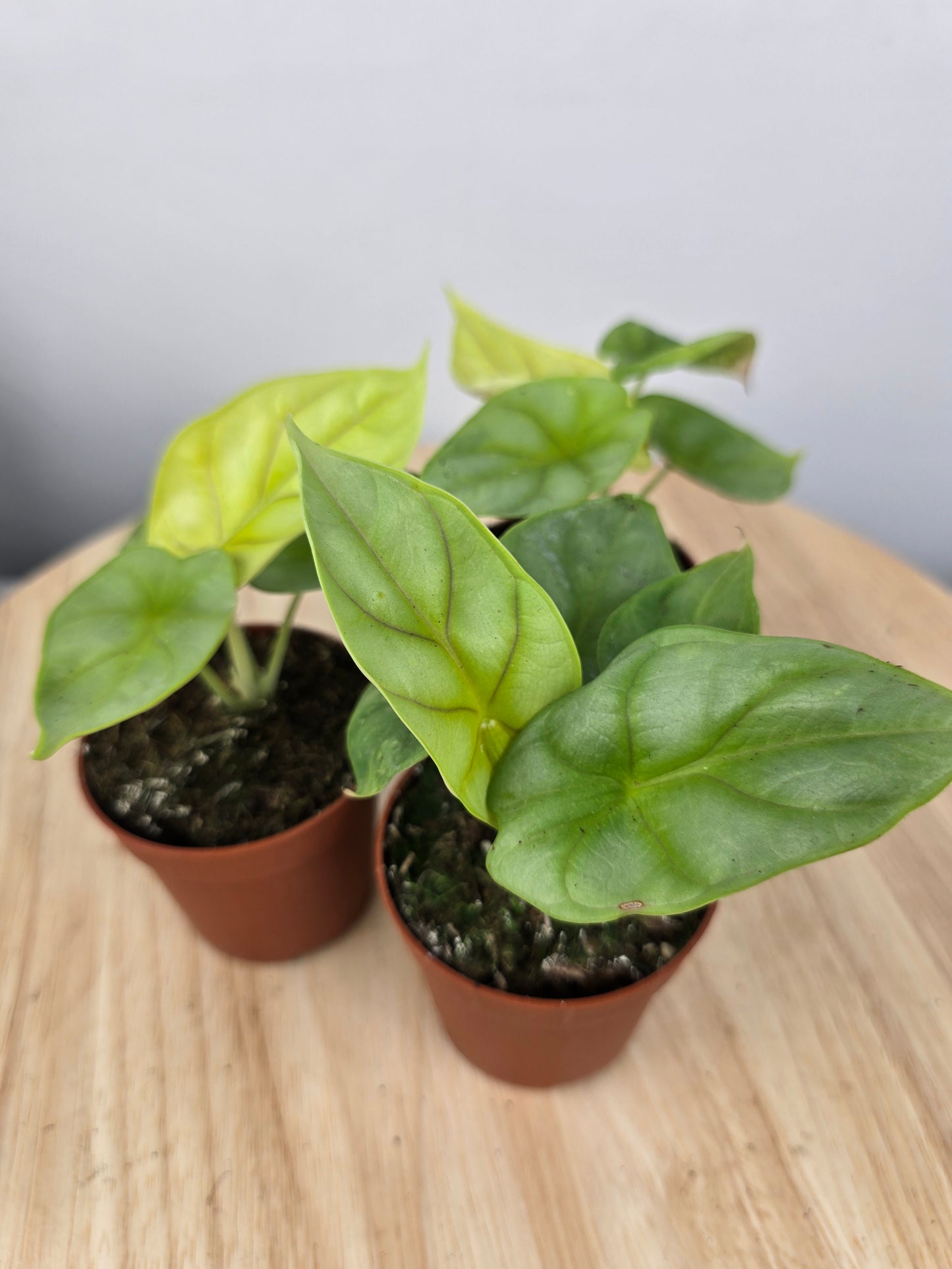 Alocasia 'Dragon gold'