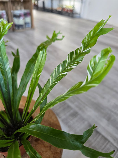 Asplenium Nidus variegata