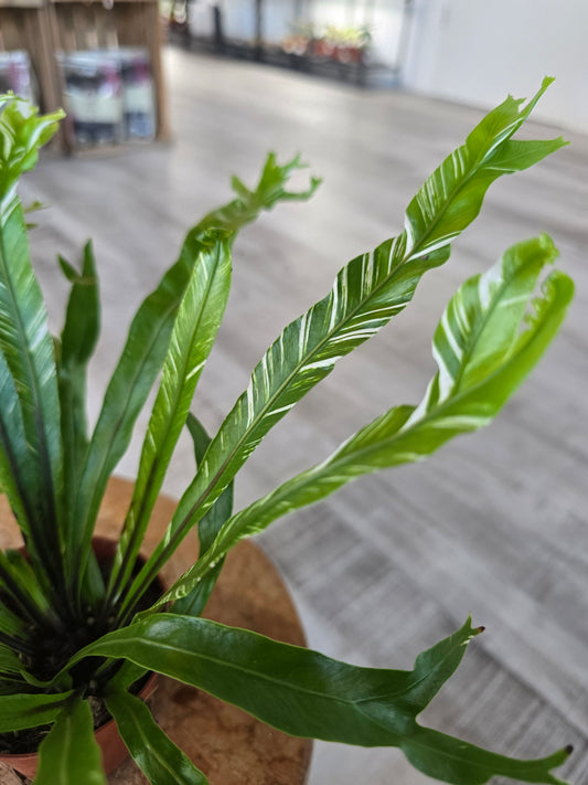 Asplenium Nidus variegata
