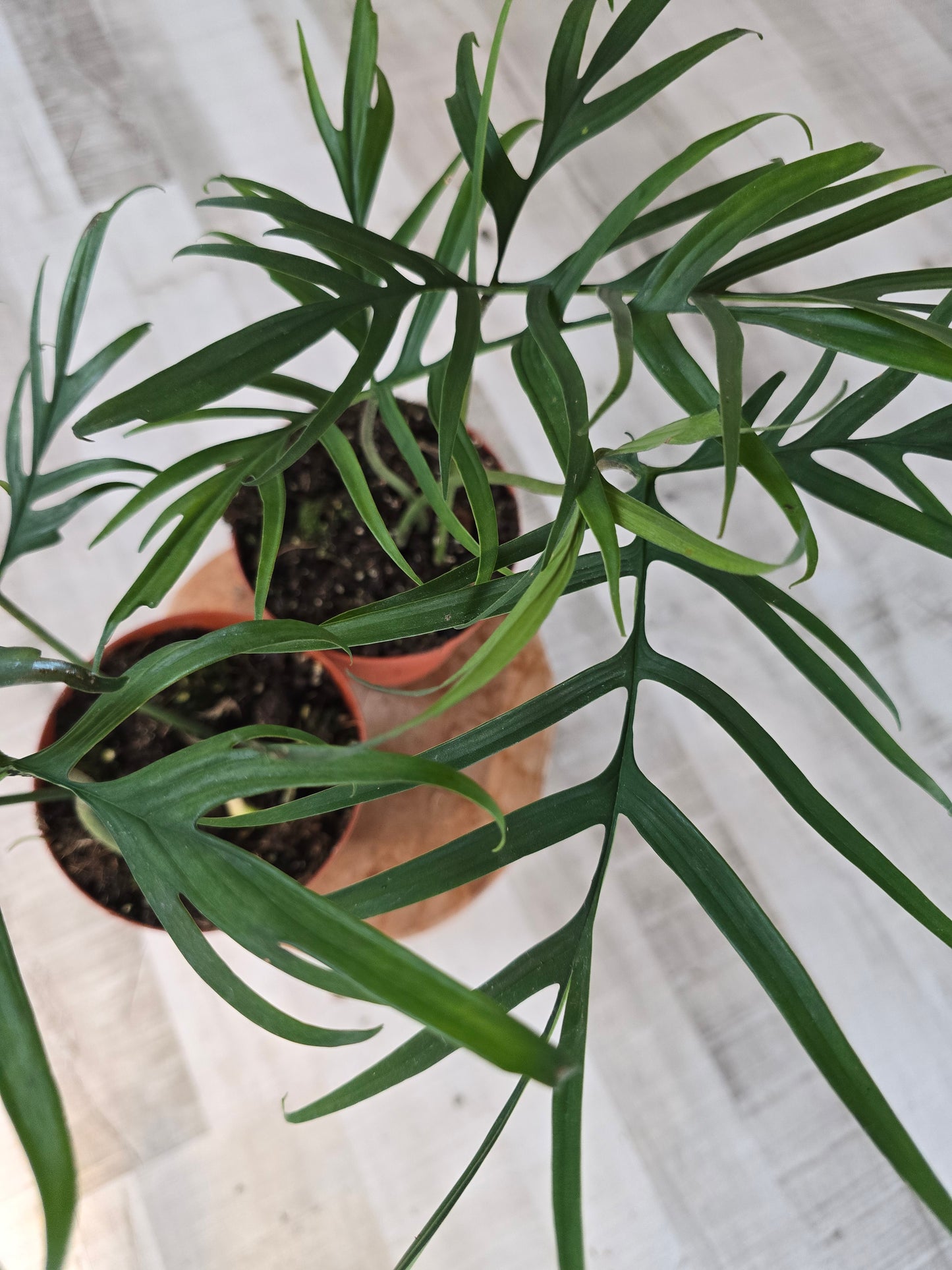 Philodendron polypodioides