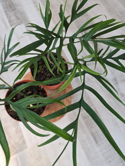 Philodendron polypodioides