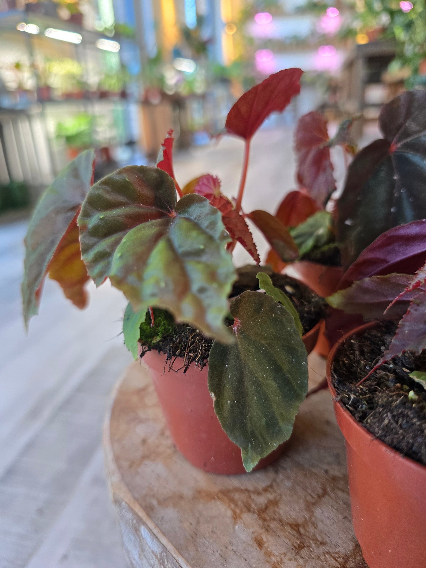 Begonia sp. Black Blood