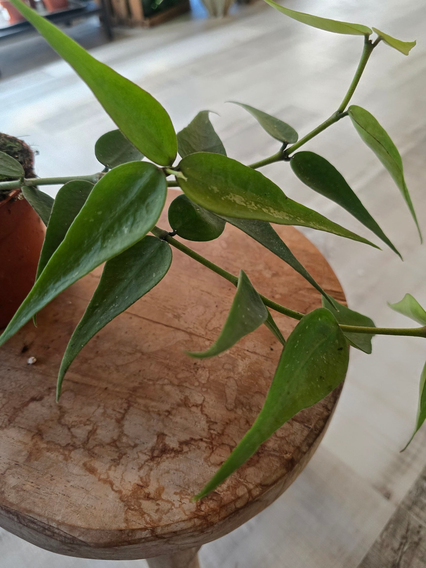 Hoya sp. Vietnam (Polyneura Complex)