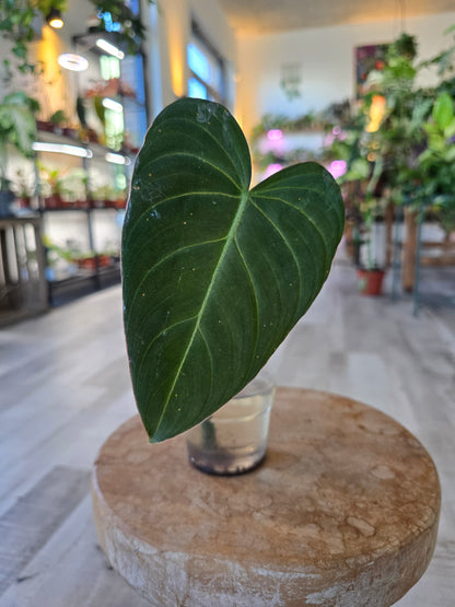 Philodendron Glorious (JP)