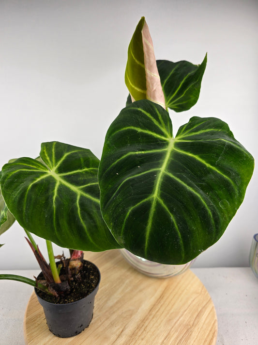 Philodendron luxurians