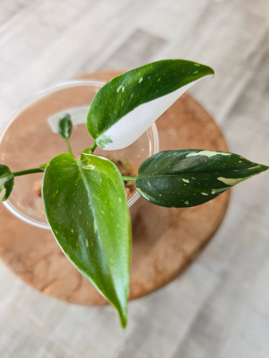 Philodendron White Princess (JP)