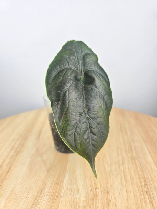 Alocasia Azlanii (JP)