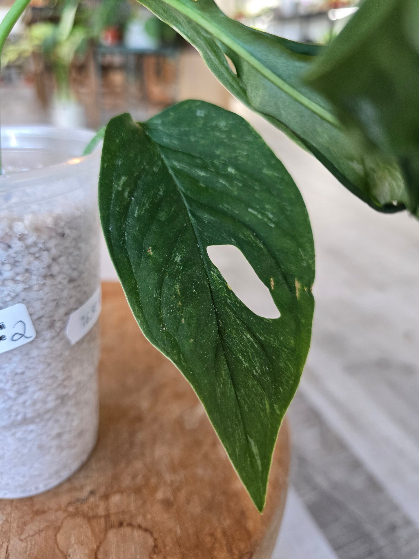 Monstera adansonii Indonesian Marble (JP2)