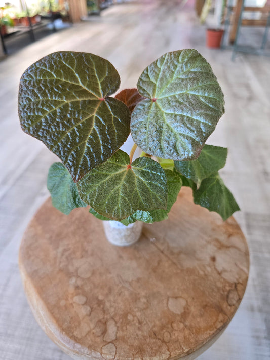 Begonia Boomer (RC5)