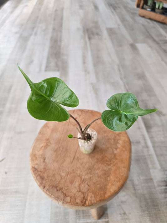Alocasia Stingray (JP)